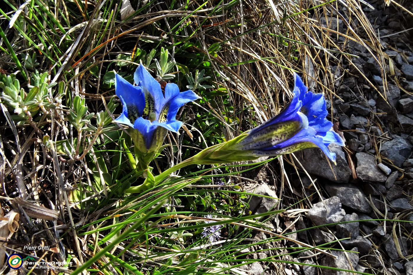 43 Genziana Clusius.JPG